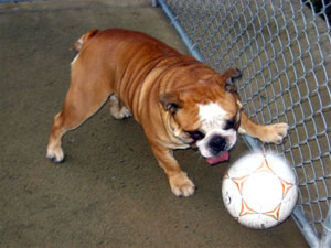 Image of our dog kennels in Victoria BC