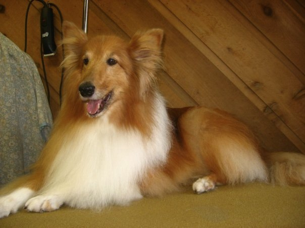 23Groomed Sheltie