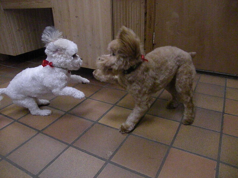 24Pups Playing After Grooming