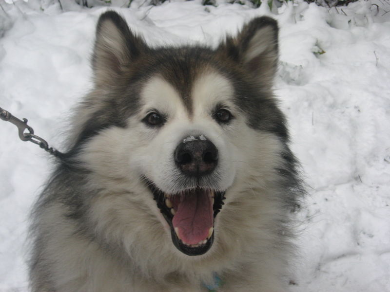 30Yukon the Malamute