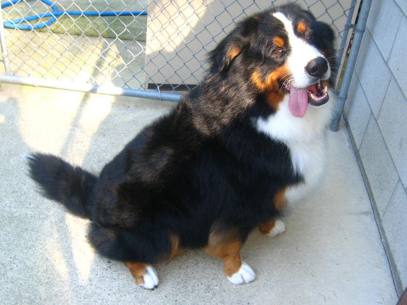 69Bernese in Exercise Pen