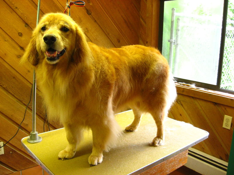 36Groomed Golden