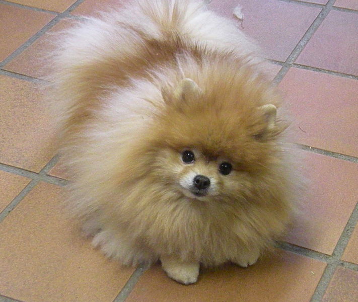 38Pomeranian