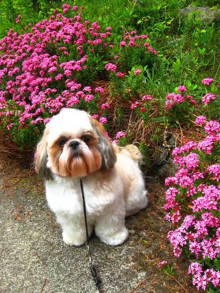 42Groomed Shih Tzu