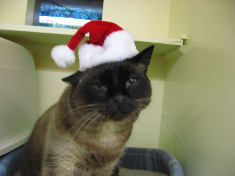 44Cat in Christmas Hat