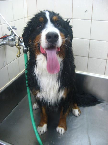 52Bernese in Tub