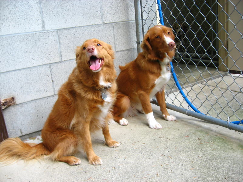 53Tollers