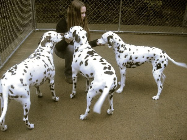 57Three Dalmatians