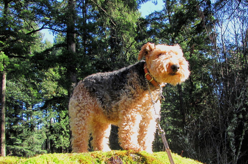 60Welsh Terrier Stella on Walk