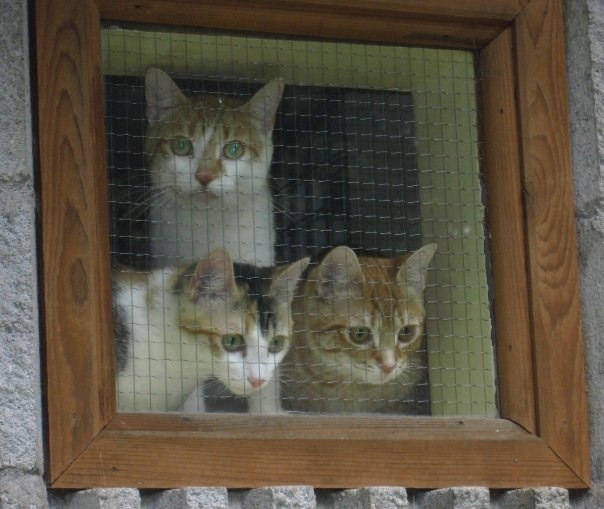 61Three Cats in Window