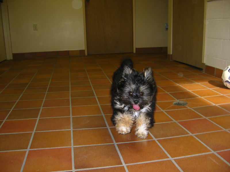 65Shih Tzu Pup