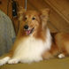 23Groomed Sheltie