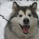 30Yukon the Malamute