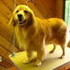 36Groomed Golden