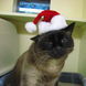 44Cat in Christmas Hat