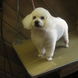 46Bichon