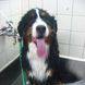 52Bernese in Tub