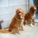 53Tollers