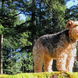 60Welsh Terrier Stella on Walk