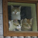 61Three Cats in Window